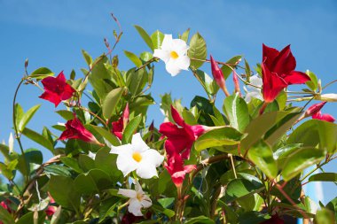 yeşil yapraklı sarmaşık bitkisi Mandevilla ve mavi gökyüzüne karşı beyaz ve kırmızı çiçekler.