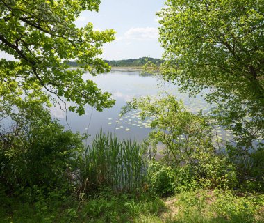 Doğa rezervi ve kuşların sığınağı Maisinger Gölü Yazın. Peyzaj bölgesi Starnberg, Yukarı Bavyera