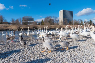 Thalkirchen bölgesinde, Münih, Isar nehir kıyısında bir sürü kuğu ve kaz var. kule binaları.