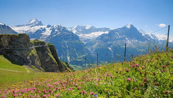 Stock image spectacular mountain panorama and cliff walk at Grindelwald First summit, tourist attraction bernese oberland, swiss alps, jungfrau area. blooming alpine flower meadow.