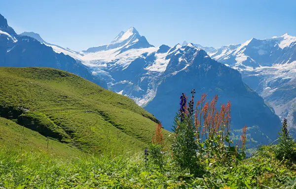 stock image stunning alpine landscape Grindelwald First, view to Bernese Alps, monkshood flowers and green meadow