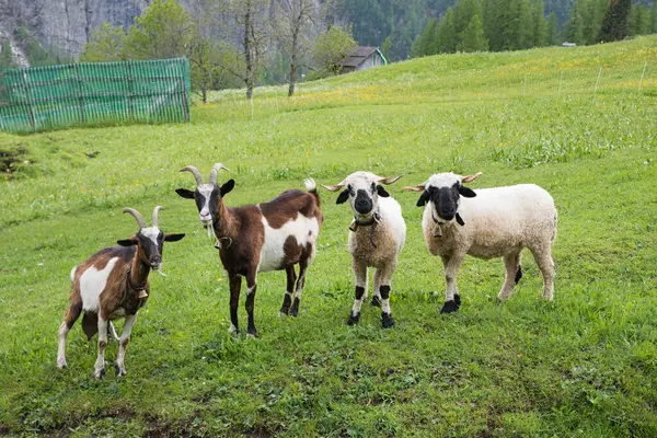 stock image group of two cute sheep and goats, green pasture and trees