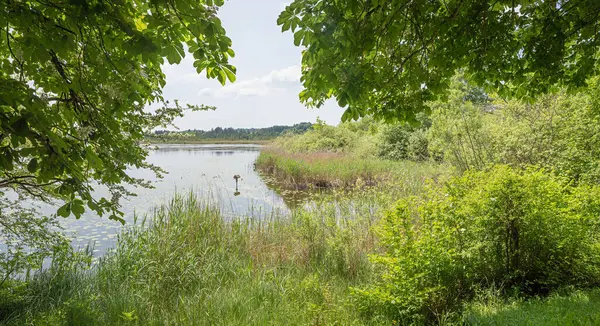 Doğa rezervi ve kuşların sığınağı Maisinger Gölü Yazın. Peyzaj bölgesi Starnberg, Yukarı Bavyera