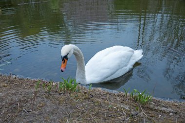 Parktaki gölette bir kuğu, dalgalanan dalgalar.