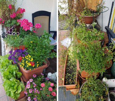 Bahçede çiçek saksıları ve yeşil salata çok güzel ekilmiş. Yoğun bir fırtınadan sonra her şey yok olur..