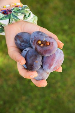 young girls hand with fresh picked damson plums. wrist with self-knotted bracelets. ladybirds at the plum. clipart