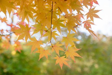 Sarı akçaağaç yapraklı dal, açık havada yeşil bulanık arka plan