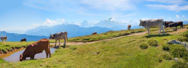 Niederhorn Dağı 'nda yürüyüş yolunun yanında bir grup sığır var. Bernese Oberland İsviçre, Alpler görüşü