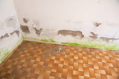 Bodrumdaki rutubetten dolayı alçı soyan ve alg istilası olan bir oda.