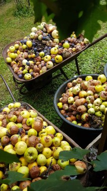 Bahçede çürük elmalarla dolu iki eski el arabası. Birkaç konteynırda talih kuşu meyvesi koleksiyonu.