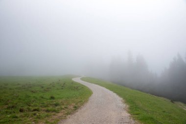 Siste bir yokuş yukarı, köknar ağaçları ve kopyalanmış boşluğu olan gri sisli gökyüzü.