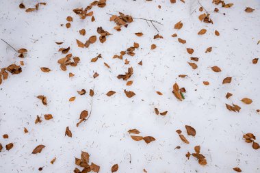Kahverengi kayın yapraklı beyaz kar arkaplanı