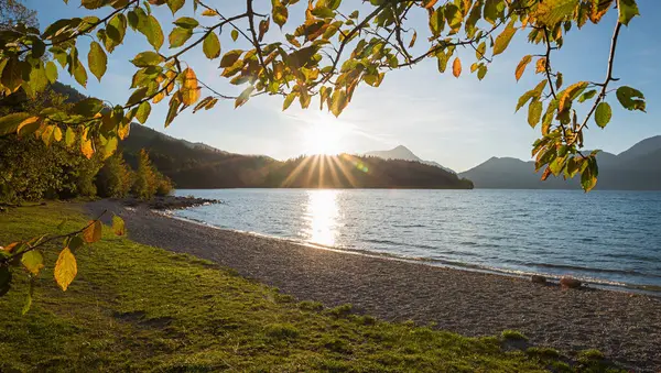 Işınlarla batan güneş, sonbahar manzaralı Walchensee gölü, altın kayın yapraklı dallar. Yukarı Bavyera manzarası