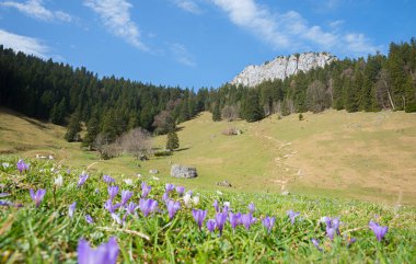 hiking route to Heuberg mountain, view to Wasserwand, meadow with alpine crocus. landscape in springtime upper bavaria clipart