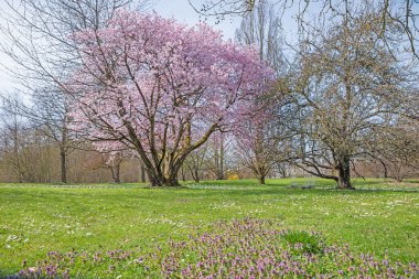 Park manzaralı Ostpark Münih, açık pembe çiçek açan kiraz ağacı, ilkbaharda kır çiçekleri ve papatyaları olan yeşil çayır.