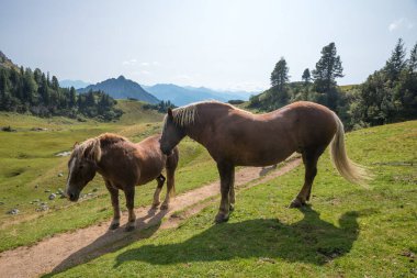 İki Haflinger atı dağ yolunda Rofan Alpleri, Avustralya manzarası