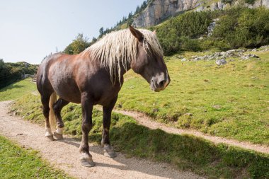 Brown Haflinger horse with light mane at mountain path Rofan alps austria clipart