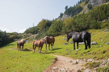 Bir Noriker ve üç Haflinger atı dağ yolunda Rofan Alpleri, Avusturalya manzarası