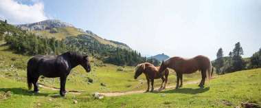 Bir Noriker ve iki Haflinger atı dağ yolunda Rofan Alpleri, Avusturalya manzarası