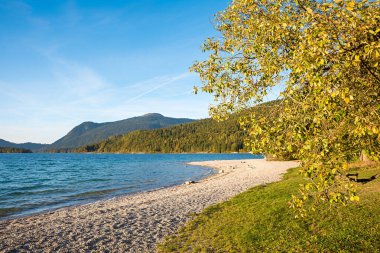 Dalları ve sonbahar yaprakları ile güneşli Walchensee gölü ve Jochberg dağ manzarası, üst Bavyera manzarası. Çakıl banyosu plajı. Boşluğu kopyalayan mavi gökyüzü.