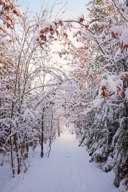 Karlı kış ormanlarında, ağaçlar ve kahverengi meşe yapraklarıyla yürüyorum.