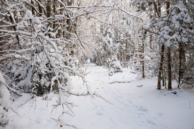 Karlı kış ormanlarında çıplak ağaçlarla kaplı patika.