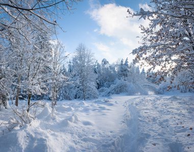 Karla kaplı ağaçlar ve üst bavyera manzaralı kış ormanları boyunca patika.