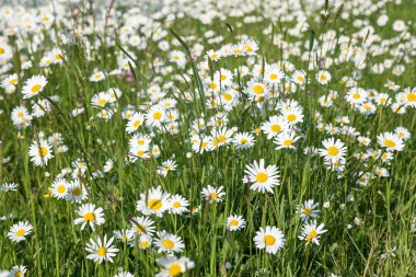 Yeşil çimlerde Marguerite çiçekleri olan çayır.
