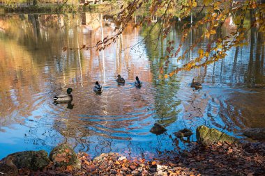 Sonbahar parkındaki gölette beş ördek. Renkli yansımaları var. peyzaj spa bahçesi Kötü Aibling, üst bavyera