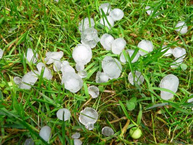 Çimenlerde büyük dolu taşları, yakın çekim.