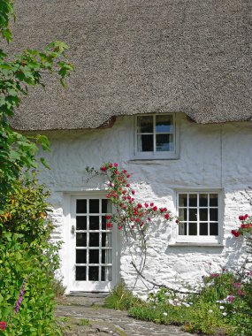 Samanla samanlanmış çatısı, güllerle süslenmiş yüzü olan bir ev. İngiltere 'deki köy.
