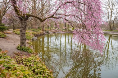 Park Gölü ve çiçek açan Japon kiraz ağacı, ilkbaharda Westpark Münih