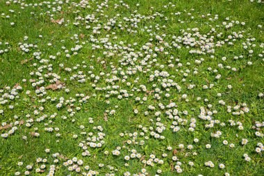 Bahçe çimenleri yeşil çimlerde açan papatyalarla lekelendi. doğal arkaplan.