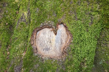 Yosun kabuğuyla bir ağaç gövdesine yakın çekim ve kesilmiş aşk kalbi.