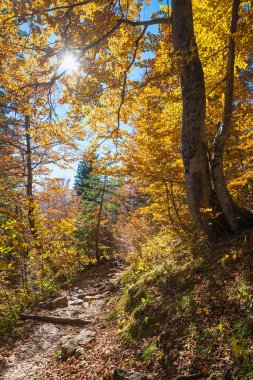 idyllic hiking trail Rossstein mountain, trees with autumnal colored leaves. landscape upper bavaria clipart