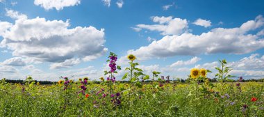 agricultural field with sunflowers, malvas, phacelia, red poppies. bee fodder plants. blue sky with clouds clipart