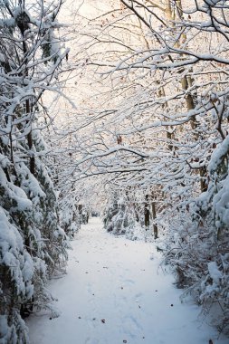 Karla kaplı ağaçlar, üst bavyera ile güzel kış ormanı boyunca patika