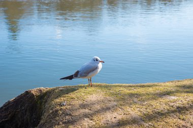 Nehir kenarındaki taşın üzerinde oturan kuş, isar nehri Münih