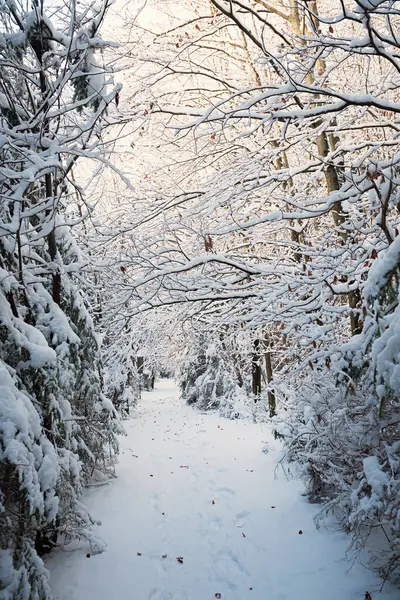 Karla kaplı ağaçlar, üst bavyera ile güzel kış ormanı boyunca patika