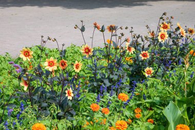 bed with blooming summerflowers dahlia bicolor, blue salvia,  orange zinnias clipart