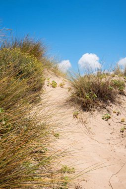 Çimenli ve sarı çiçekli kumlu kum tepeciği, Portekiz algılı. Mavi gökyüzü
