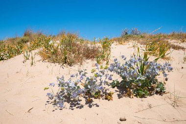 Mavi devedikeni ve solmuş yabani narsisleri ile kumlu kum tepeciği, Algarve Portugal