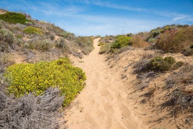 Sarı Gorse çiçekleri ve Batı Algarve Portekiz manzaralı kumlu kumulların arasındaki patika.