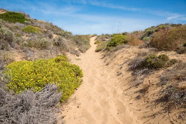Sarı Gorse çiçekleri ve Batı Algarve Portekiz manzaralı kumlu kumulların arasındaki patika.