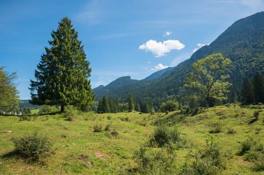 Ohlstadt yakınlarındaki Buckelwiesen 'in Hilly manzarası. Üst Bavyera bölgesinin jeomorfolojik tuhaflığı