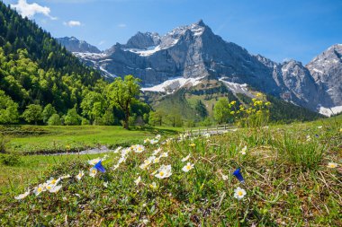 İlkbaharda alp çiçekleri, ahornboden vadisi, Karwendel dağları, Avustralya manzarası. seçici odak