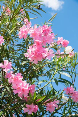 Pembe zakkum çiçekleri ve mavi gökyüzü olan dallar, seçici odaklı dikey çekim