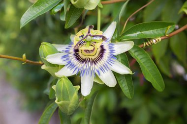 Çiçek açan tutku çiçeğinin, düğmelerin ve yeşil yaprakların yakın çekimi.