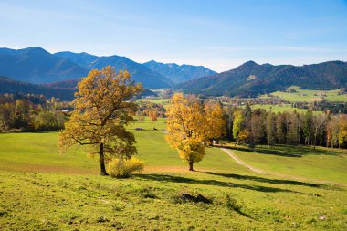 İki sonbahar ağacı olan yeşil çayır, mangfallgebirge Alpleri manzarası, Ekim ayında Fischbachau yakınlarında üst bavyera manzarası.