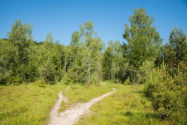 Çarlık çayırlarında huş ağaçlarıyla yol. Bad Tolz 'un güneyinde doğa yeniden doğuyor. Yukarı Bavyera manzarası.